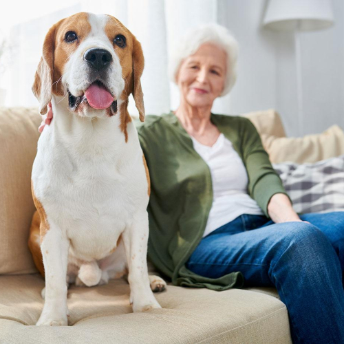pet
